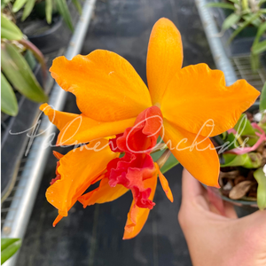 Rth. Sara Wolf — Palmer Orchids